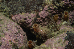 Pyura microcosmus