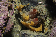 Amphilectus fucorum