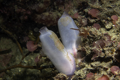Ascidia virginea