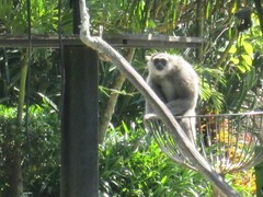 Hylobates moloch
