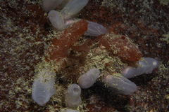 Ascidia virginea