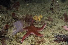 Henricia oculata