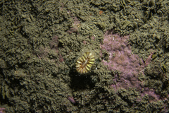 Caryophyllia smithii