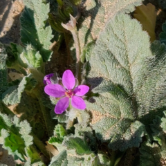 Erodium malacoides