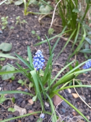 Muscari armeniacum