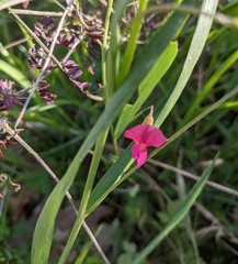 Lathyrus nissolia