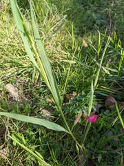 Lathyrus nissolia