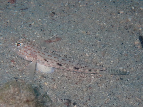 Redspotted goby (Gobius rubropunctatus) — Gobiidae — 5