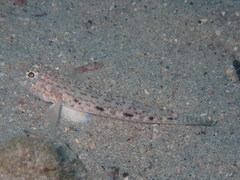 Gobius rubropunctatus