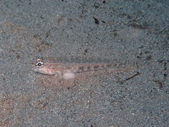 Gobius rubropunctatus