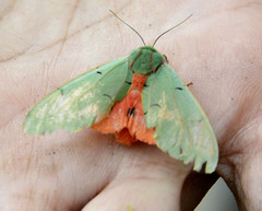Chlorhoda metamelaena