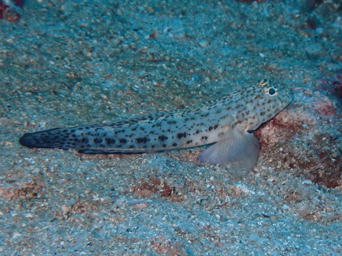 Redspotted goby (Gobius rubropunctatus) — Gobiidae — 3
