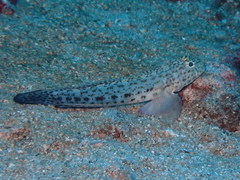 Gobius rubropunctatus