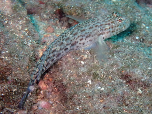 Redspotted goby (Gobius rubropunctatus) — Gobiidae — 4