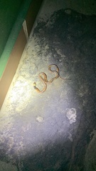 Phimophis guianensis