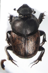 Onthophagus fracticornis