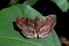 Quadrus u-lucida