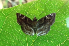 Quadrus u-lucida