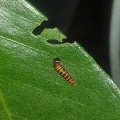 Phocides polybius phanias