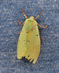 Chlorhoda metamelaena