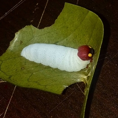 Phocides polybius phanias