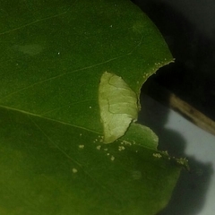 Phocides polybius phanias