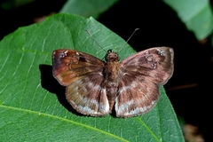Quadrus u-lucida