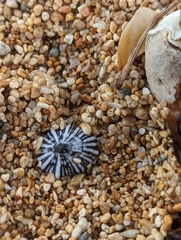 Siphonaria normalis