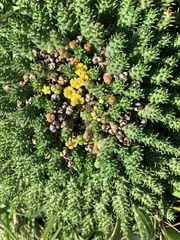 Euphorbia flanaganii