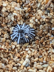 Siphonaria normalis