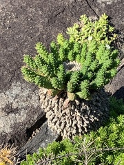 Euphorbia flanaganii