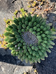 Euphorbia flanaganii