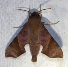 Temnora marginata