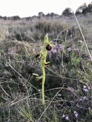 Ophrys exaltata
