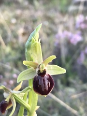 Ophrys exaltata