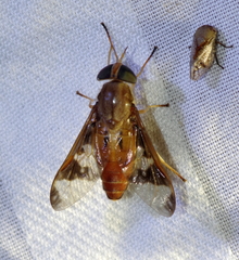 Tabanocella