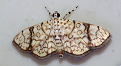 Haritalodes polycymalis