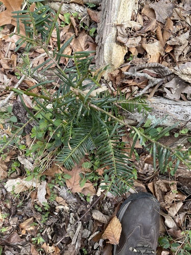 Cephalotaxus harringtonia iNat (3)