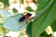Hypselonotus bitrianguliger