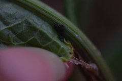 Aphis rumicis