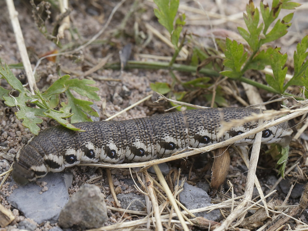Willowherb Hawk-moth