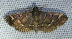 Pramadea ovialis