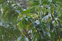 Duabanga grandiflora