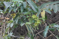 Duabanga grandiflora