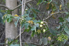 Duabanga grandiflora