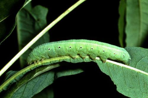 Willowherb Hawkmoth
