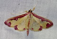 Cadarena pudoraria