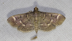 Pramadea ovialis