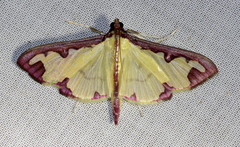 Cadarena pudoraria
