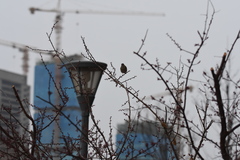 Phoenicurus auroreus